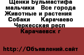 Щенки Бульмастифа мальчики - Все города Животные и растения » Собаки   . Карачаево-Черкесская респ.,Карачаевск г.